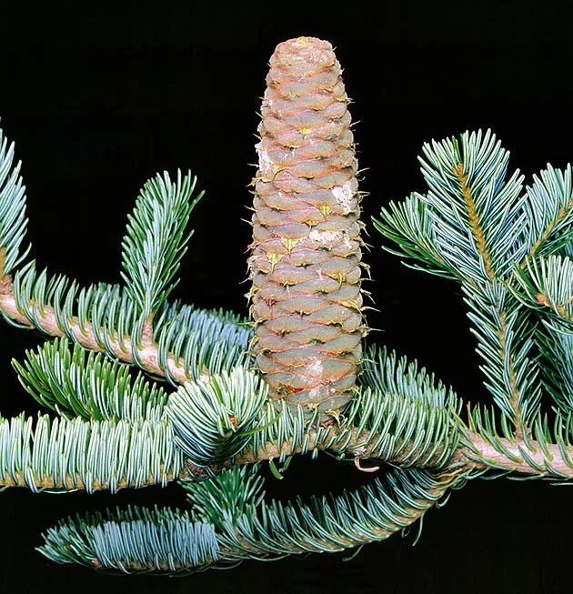 Rastlina Abies alba